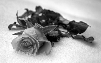 Flowers, Drops, Flower, Rose Flower, Rose, Petals, Bw, Chb HD wallpaper