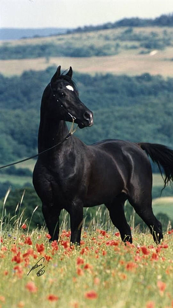 Horse , backgrounds HD phone wallpaper