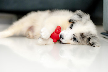 Dog, sweet, animal, dogs, cute, beautiful, puppys, puppy, pretty, animals, lovely HD wallpaper