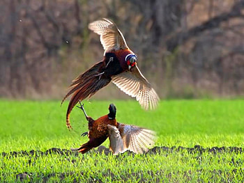 Birds Fight, cool HD wallpaper