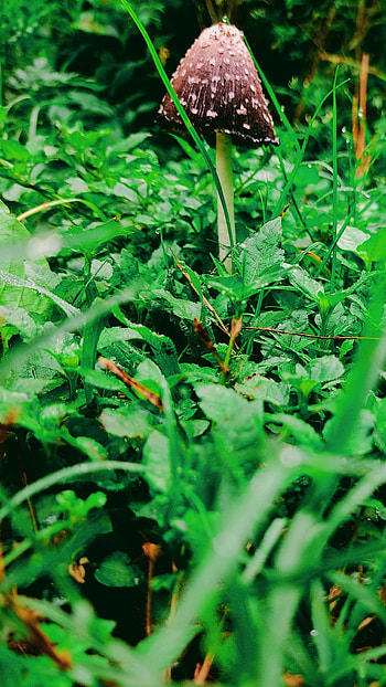 nature HD phone wallpaper