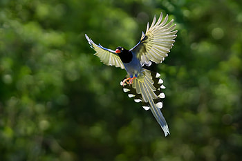 Animals, Background, Bird, Wings, Bokeh, Boquet HD wallpaper