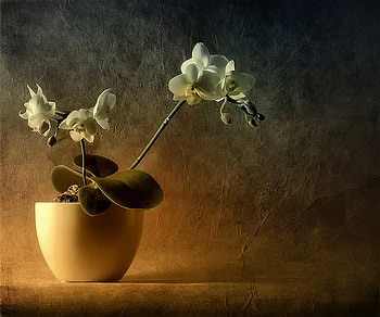 still life, white, abstract, flower, beautiful, nature, flowers HD wallpaper