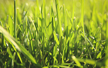 Grass, Summer, Macro, Shine, Light, Field HD wallpaper