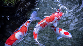 Live Koi fish , Tranquil beauty, Captivating colors, Serene elegance HD wallpaper