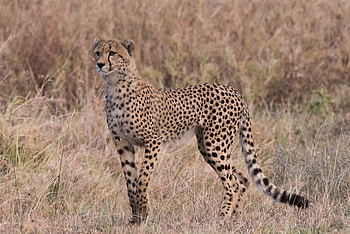 Animals, Grass, Cheetah, Predator, Big Cat, Sight, Opinion HD wallpaper