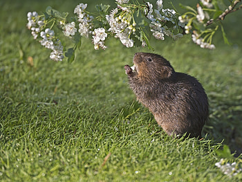 Water vole, Hawthorn Tree HD wallpaper