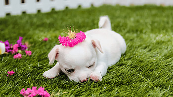 Delightful pink puppy , Pink sweetness HD wallpaper