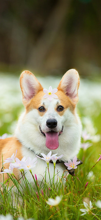 Corgi, Dog lovers, Cute animals, Pet HD phone wallpaper