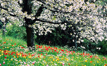 Spring, trees, nature, flowers HD wallpaper