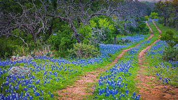 Where the wildflowers grow, Microsoft , hub, Nature's bounty HD wallpaper