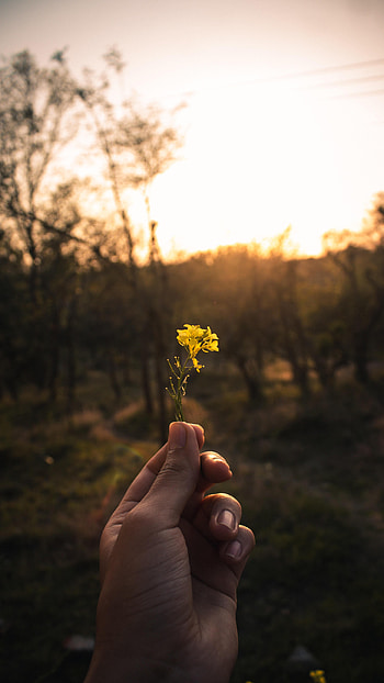Flower, Hand, Miscellanea, Miscellaneous, Ray HD phone wallpaper