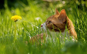 Animals, Grass, Cat, Hide, Dandelion HD wallpaper