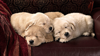 Animals, Dream, Sleep, Toddlers, Kids, Puppies, Labradors HD wallpaper