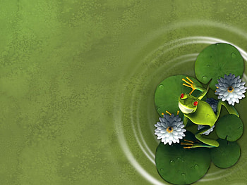 Animals, Frogs HD wallpaper