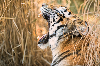 Animals, Grin, Muzzle, Predator, Tiger, Fangs, Profile HD wallpaper