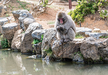 Animals, Stones, Monkey, Japan HD wallpaper