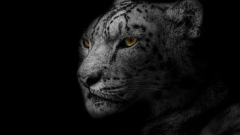 Glowing eyes, Snow Leopards HD wallpaper