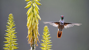 Animals, Humming-Birds, Plant, Bird, Wave, Sweep HD wallpaper