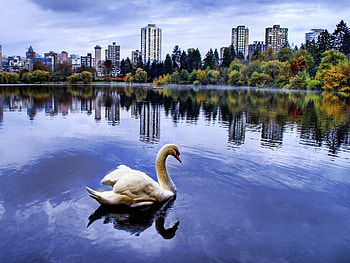 Animals, Sea, City, Shore, Bank, Swan HD wallpaper
