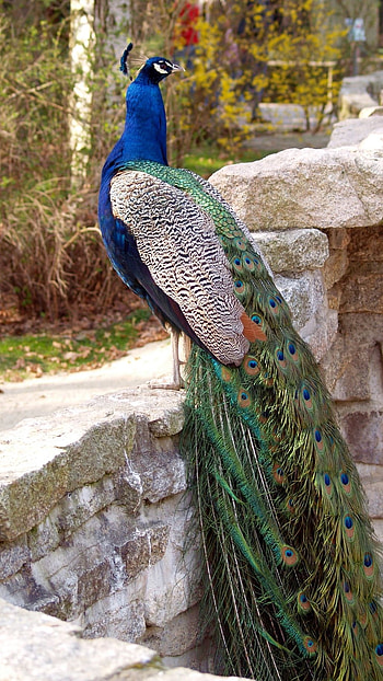 Peacock, Peacock Adorable Peacock HD phone wallpaper