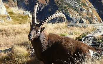 Animals, Grass, Stones, Mountain Goat HD wallpaper