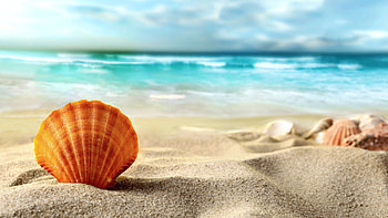 Shell Beach Sands, Brown Sea Shell, , Fotografia HD wallpaper