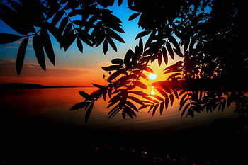 Sunset river, river, beautiful, shore, reflection, branches, trees, sky, amazing, sunset HD wallpaper