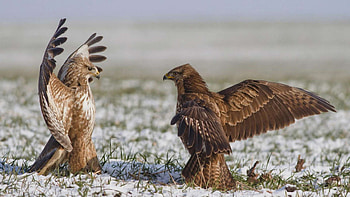 red tail hawks, at me bro, , hawks HD wallpaper
