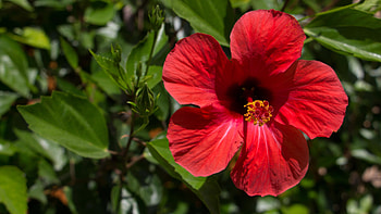 Red hibiscus blossom, Afternoon sun beauty, Stunning floral , Nature's delight HD wallpaper