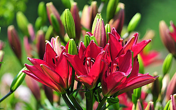 Flowers, Summer, Lilies, Buds, Stamens, Sunny HD wallpaper