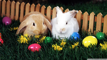 Cute Easter Bunnies with Easter Eggs, Bunnies, Eggs, Easter, With, Cute HD wallpaper