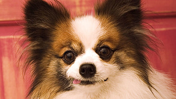 Animals, Fluffy, Muzzle, Protruding Tongue, Tongue Stuck Out, Ears, Dog Butterfly HD wallpaper