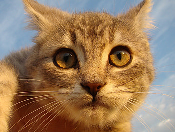 Big eyes cat, animal, kitten, cute, cat, feline HD wallpaper