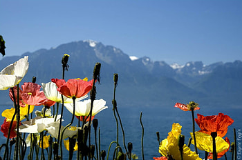 Swiss Flowers, colorful, color, view, flowers, mountain HD wallpaper