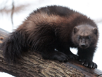 Wolverine , Beautiful animal , Michelle Johnson HD wallpaper