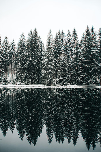 Nature, Trees, Snow, Fir-Trees, Lake, Reflection HD phone wallpaper