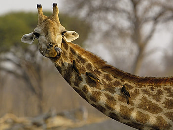 Animals, Giraffes HD wallpaper