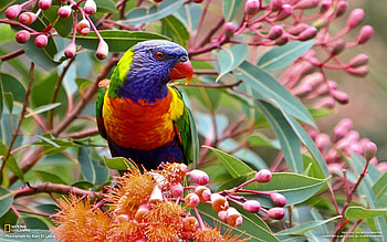 Animals, Flowers, Leaves, Parrots, Branch HD wallpaper