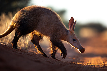 Aardvark, Rare creature, Getting to know, Curiosity HD wallpaper