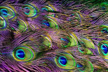 Colorful close-up of peacock feathers showcasing detailed patterns and vibrant colors. HD wallpaper