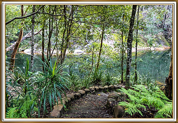 FORREST WALK, WALK, NATURE, FORREST HD wallpaper