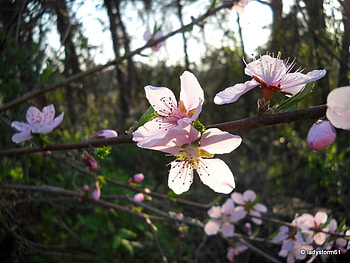 Sunlit Pink, pink flower, shadows, flowers, blossom HD wallpaper