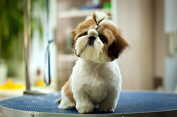 Animals, Background, Dog, Sight, Opinion HD wallpaper