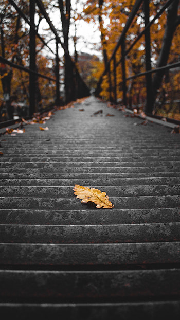 Autumn, Miscellanea, Miscellaneous, Stairs, Ladder, Dry, Steps, Leaflet HD phone wallpaper