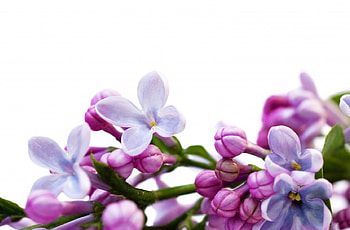 Blue lilacs, lilacs, spring, macro, lilac HD wallpaper