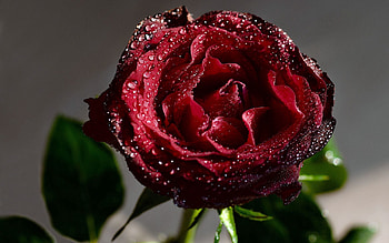 Drops, Macro, Rose Flower, Rose, Dew HD wallpaper