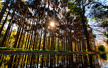 Sunrays in the Forest, water, forest, sunrays, lake HD wallpaper