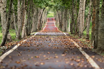 A tranquil, tree-lined pathway with fallen leaves, capturing the essence of autumn in a lush forest setting. HD wallpaper