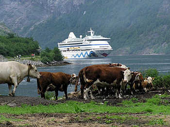 *Geyfranger Fjord *, peisaj, vas, croaziera, vaci HD wallpaper